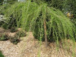 We did not find results for: Taxodium Distichum Cascade Falls Kiefer Nursery Trees Shrubs Perennials