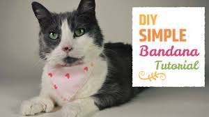 British longhair cat lying down and staring at camera serious. How To Make An Easy Hand Sewn Cat Bandana Cat Diy Youtube
