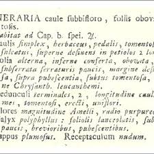 Image result for Afrosolen coeruleus