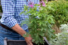 Image result for Cleome