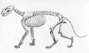 Random Animal Skeleton Dump Puppy Post Animal Skeletons Skeleton Anatomy Skeleton Drawings
