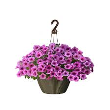 This is a common question, and the answer is simple: Landscape Basics 10 Inch Hanging Basket Petunia Pink The Home Depot Canada