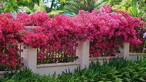 We did not find results for: 27 Privacy Fence Ideas For Your Home Pool Fences Privacy Screen Designs
