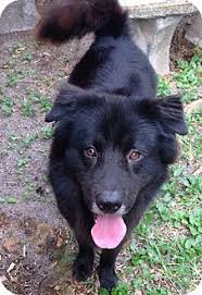 Black And White Collie Mix Boynton Beach Fl Border Collie Chow Chow Mix Meet Marley A Dog For Adoption Border Collie Collie Pets