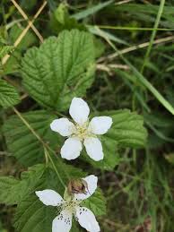 Image result for Rubus runssorensis