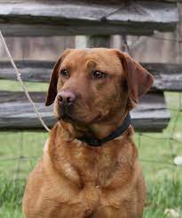 We have beautiful english labrador retrievers, of course, but also raise grass fed beef, chickens. Fox Red Lab Puppies Whispering Pines Red Lab Puppies For Sale Labrador Retriever Puppies For Sale Minnesot Lab Puppies Red Lab Puppies Yellow Lab Puppies