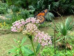 We did not find results for: Butterfly Dilemma The Problem With Tropical Milkweed