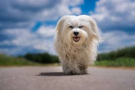 12 Dog Breeds That Only Have White Coats