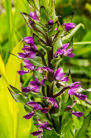 Image result for Brachycorythis buchananii