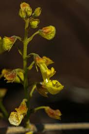 Image result for Coleus esculentus