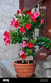 Image result for dipladenie amonea