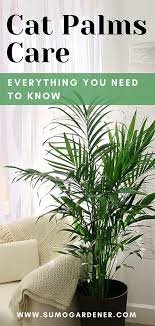 Cat Palms Care Everything You Need To Know Palm House Plants Survival Gardening Plant Care Houseplant