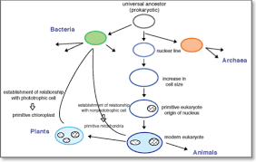 Concept map chapter 7 cell structure and function graphic. The Basics Computational Medicine Center At Thomas Jefferson University