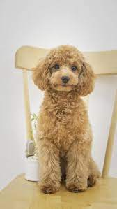Zabryn Poodle Haircut Poodle Puppy Dog Haircuts
