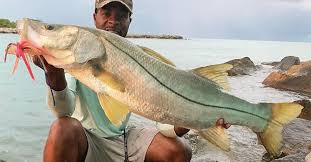 Outfit with a 30 inch #40 shock leader. How To Catch Monster Snook Redfish Tarpon On Foot