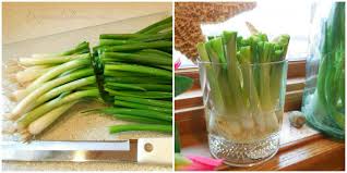 Moreover, the reward from growing scallions is a sense of vitality that's extra valuable right now. Growing Green Onions On Your Windowsill Couldn T Be Easier