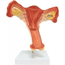 As an intp i defy this stereotype. Walter Female Internal Reproductive Organs Reproductive System Human Anatomy Biology