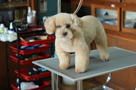 プードルの耳付きの位置の話 | D,D,D,の犬ブログ 茅野市 犬のトリミング＆ペットホテルのお店です