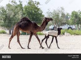 The storybots are curious little creatures who live. Camel Baby Walking Image Photo Free Trial Bigstock