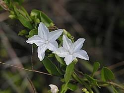 Image result for Jacquemontia paniculata