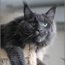 As one of the biggest cat breeds, even just lounging on a couch the fluffy cats look this handsome boy is my maine coon/russian blue mix! Pin Na Doske Maine Coon Cats