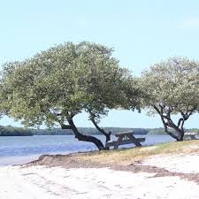 Image result for Conocarpus erectus