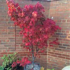 'osakazuki' is a very famous cultivar known for its intense crimson color. Acer Palmatum Osakazuki Japanese Maple Osakazuki Uploaded By Tjhgardening