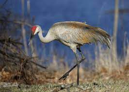 Check spelling or type a new query. A Familiar Sight Florida S Sandhill Crane