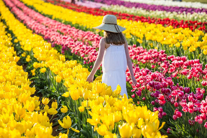 Victoria’s Spring Surprise: A Million Tulips Bloom This Weekend