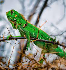 374 Curtidas 24 Comentarios Rodrigo Araujo Rodrigob Araujo No Instagram Iguana Verde Popularmente Conhecido Como Iguana Comum Igu Lizard Animals Saha