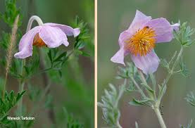 Image result for Clematis villosa