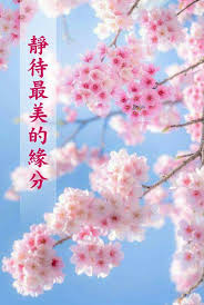pin by jen ong on chinese quotes beautiful flowers flowers cherry blossom petals