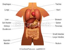 Human body , the physical substance of the human organism, composed of living cells and extracellular materials and organized into tissues , organs , and systems. Internal Organs Of The Human Body Anatomical Chart Canada