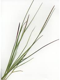 Image result for Coelorachis