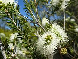 Image result for Melaleuca