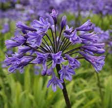 Agapanthus Black Buddist Agapanthus Plants Planting Flowers