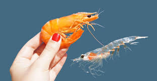 Krill Vs Shrimp: What's The Difference?