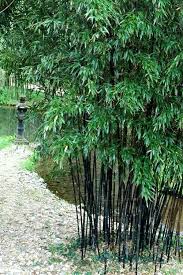 Black Bamboo Plants For Sale Pin On Yard Stuff