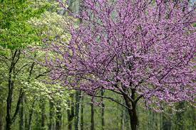 Usa pennsylvania purple wisteria flowers hang on wooden trellis. The Best Flowering Trees In The Spring In North Carolina Point Of Blue