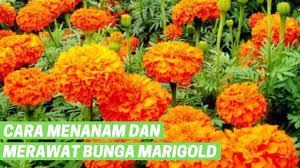 Benih bunga marigold mega f1 gold isi 10 biji panah merah personal. Cara Menanam Dan Merawat Bunga Marigold Youtube