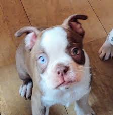 Pets and animals byron center 800 $. Mi Boston Terriers Home Facebook