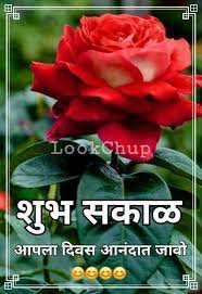 Pin By Rohit On Rohit Plants Rose Flowers