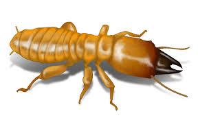 Even though a liquid barrier treatment or poisoned bait is very effective for the outside of your house, you the only guide for termite pest control near me. Dampwood Termites Control Treatment Damage