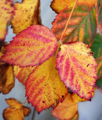 Just run your leaves over with the lawn mower a few times to shred them. Gardening In October Jobs To Tackle This Month Growing Family