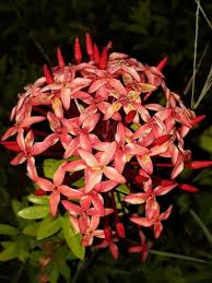 Image result for Ixora sp. A