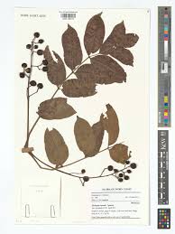 Image result for Ekebergia capensis