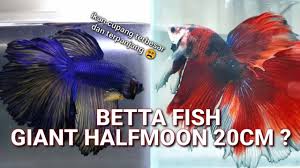 Badan ikan ini lebih besar dibandingkan ikan cupang yang lain sehingga disebut sebagai giant. Ikan Cupang Giant Halfmoon Panjang 20cm Youtube