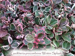 Winter splash™ is the only variegated gaultheria procumbens on the market. Winter Splash Wintergreen Gaultheria Procumbens Winter Splash Singing Tree Gardens Nursery