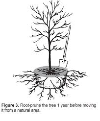 2 prune all the twigs and. Selection And Care Of Dogwoods Alabama Cooperative Extension System