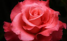 Image result for images of rose hd